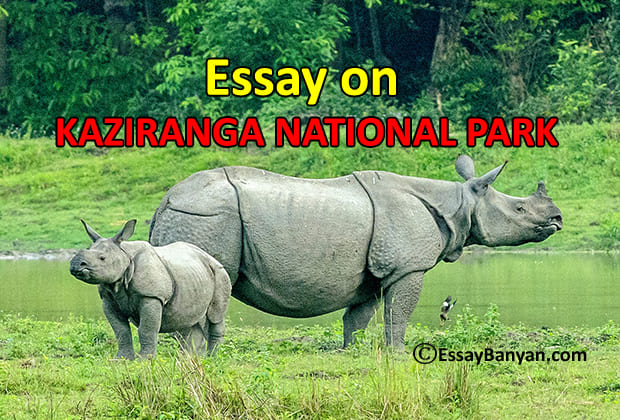 Essay on Kaziranga National Park for School and College Students